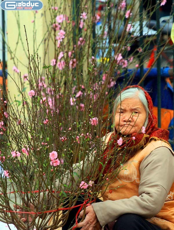 Gương mặt lo ấu của cụ bà bán đào ở chợ hoa Quảng Bá